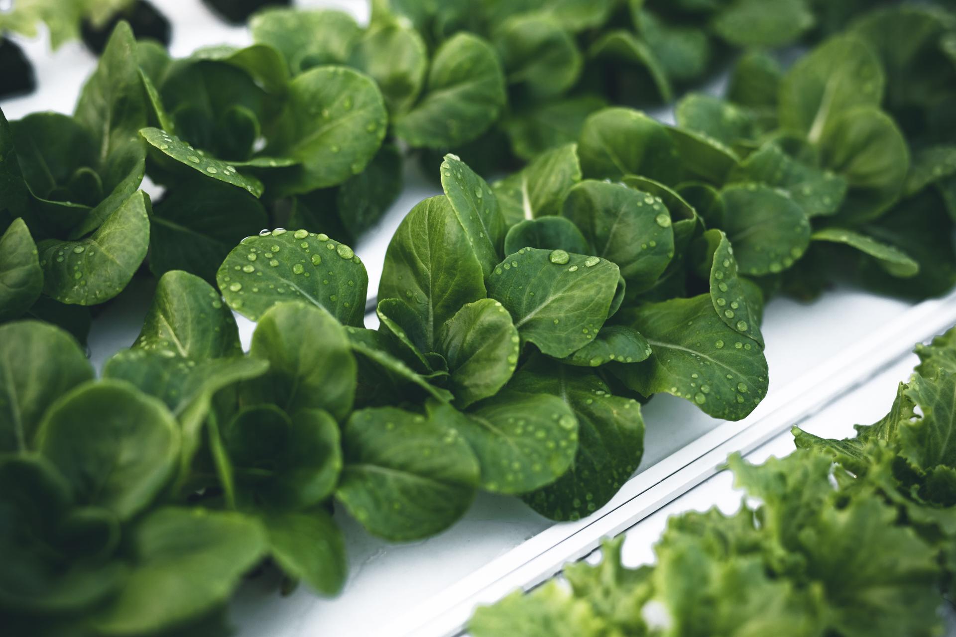 Green lettuce growing in hothouse
