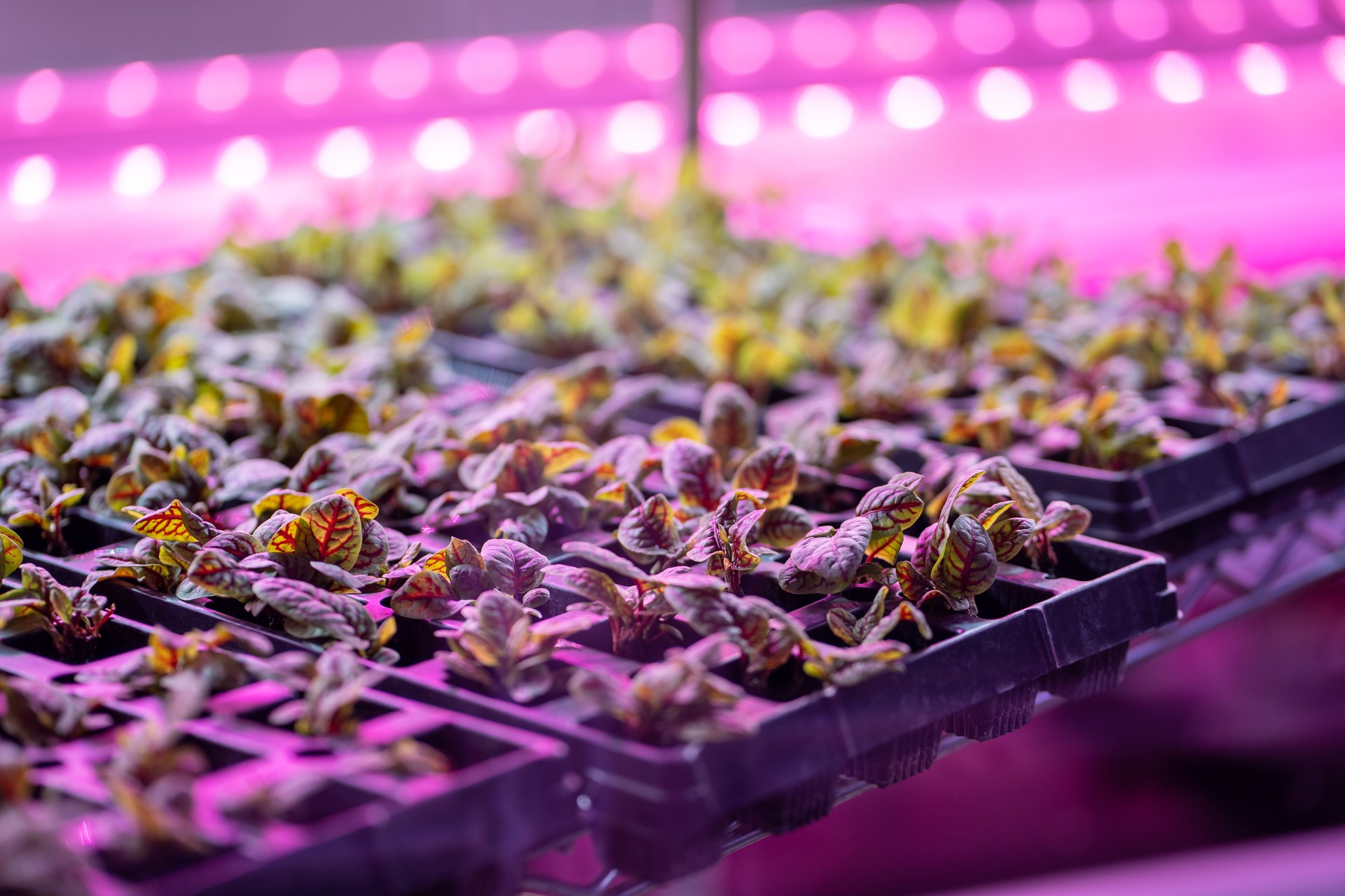 Microgreens Growing Hydroponically In Vertically Stacked Layers, Hydroponic Indoor Vertical Garden